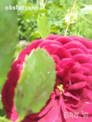 Резници червена сортова роза, снимка 4 - Градински цветя и растения - 29160968