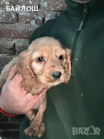 Кокер шпаньол, снимка 2 - Кокер шпаньол - 52794453