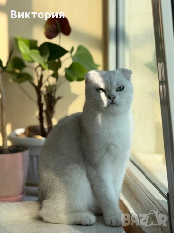 Котарак с порода клепоуха сребърна чинчила си търси женска , снимка 7 - Чинчили - 50580743