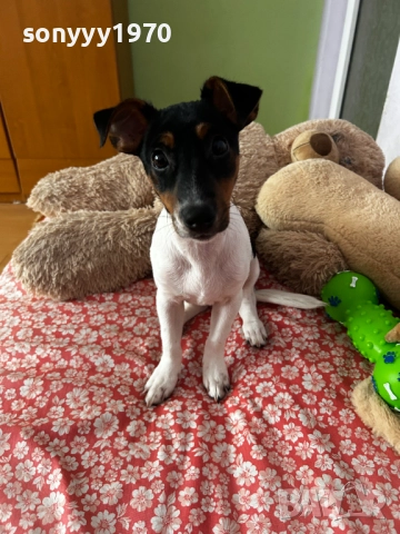 КИКИ ДЖАК ЗА КОЛЕДА МОМИЧЕНЦЕ 2512251553, снимка 7 - Джак ръсел териер - 52898121