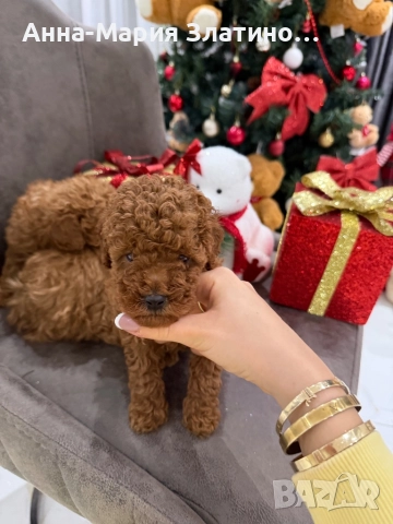 Момченце и момиченца той пудел, снимка 4 - Пудели - 52660405