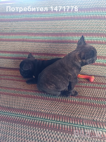 френски булдог , снимка 11 - Френски булдог - 52970248