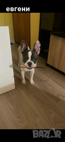 Продава се  Френски булдог- момиче, снимка 10 - Френски булдог - 54209135