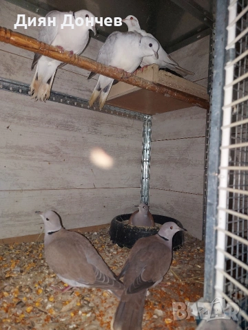 Продавам гугутки , снимка 4 - Гълъби - 52253162