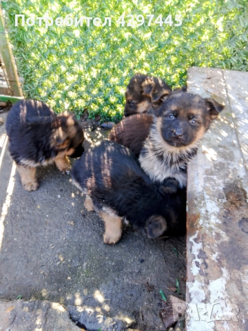 Малки немски овчарки , снимка 3 - Немска овчарка - 52682945