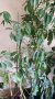 Шефлера стайно растение, снимка 1 - Стайни растения - 42743385