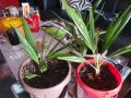 Предлагам малки студоустоичиви палми Трахикаптус - 10 лв, снимка 1 - Градински цветя и растения - 38408552