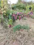 продавам грозде алжирка и мискет, снимка 2