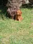 Продавам мини пудел, снимка 6