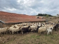 Продавам овце за дамазлък, снимка 3