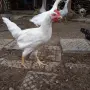 Петли и Кокошки, снимка 1