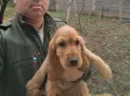 Кокер Шпаньол.. , снимка 7