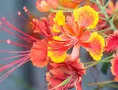 Цезалпиния пулхерима – Caesalpinia pulcherrima, снимка 5