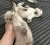 Готови за нов дом, снимка 7