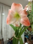 Амарилис семе, снимка 5
