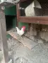 Продавам Петел порода лекхорн., снимка 2