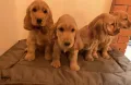 Английски кокер шпаньоли, снимка 3