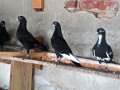 Пазарджишки гълъби, снимка 6