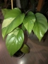 Rhaphidophora Tetrasperma Albo Variegata , снимка 1