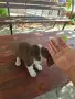 Куче плодхаунд...., снимка 3