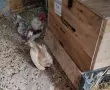 Продавам двойка серами, снимка 2
