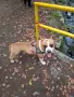 Мъжки AMSTAFF за разплод, снимка 2
