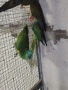 продавам папагали , снимка 5