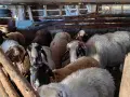 свободни цялото стадо , снимка 6