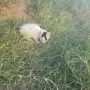 Котета на два месеца и майката на една годинка, снимка 8