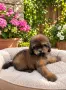 Кавапу Cavapoo F1b, снимка 5