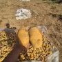 картофи  сорт Агрия , снимка 2