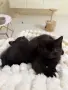 Предлагаме британски котета, снимка 1