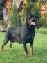 Ротвайлер, снимка 12