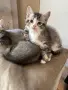 Британски котенца, снимка 3