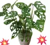 Комплект от три вида monstera, може и по отделно, снимка 3