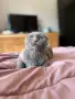 Шотландски котета , снимка 3