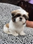 Ши тцу, снимка 1