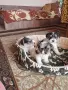 Йорки бивър женски , снимка 3