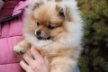 Миниатюрно момиченце померан с родословие FCI, снимка 13