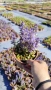 АЮГА ПЪСТРОЛИСТНА, Ajuga ‘Burgundy Glow’, студоустойчива, почвопокривна, снимка 5