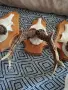 много красиви сръндаци, снимка 7