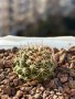 Кактуси Mammillaria Papasquiarensis, снимка 5