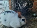 продавам зайци - различни породи и възрасти, снимка 9