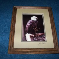 Подписана рамкирана художествена фотография на белоглав орел, снимка 1 - Картини - 29708599