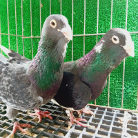  чифт Адански гълъби, снимка 1 - Гълъби - 44624420