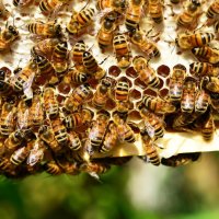Пчелен мед от земеделски производител, 2023, снимка 1 - Пчелни продукти - 42086066