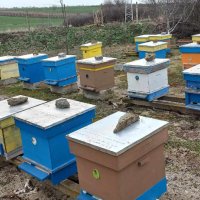Продавам пчелни семейства:, снимка 1 - За селскостопански - 44295214