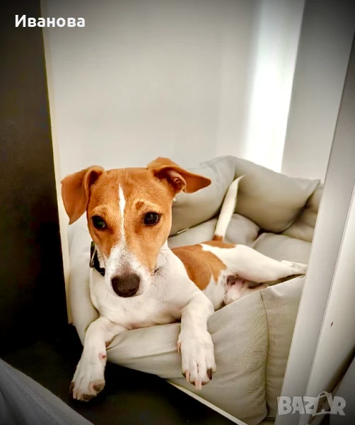 Джак Ръсел Териер / Jack Russell Terrier, снимка 1