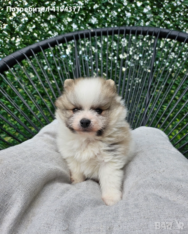 Померан , снимка 1