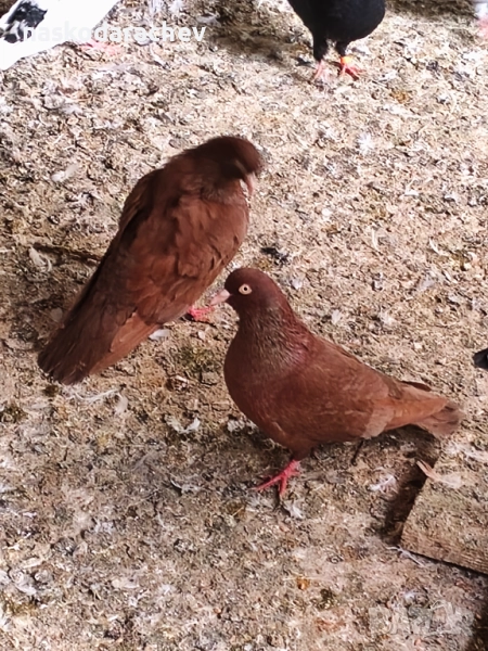Гълъби на въртене - преметачи различни цветове, т.нар. поморийски ролери , снимка 1